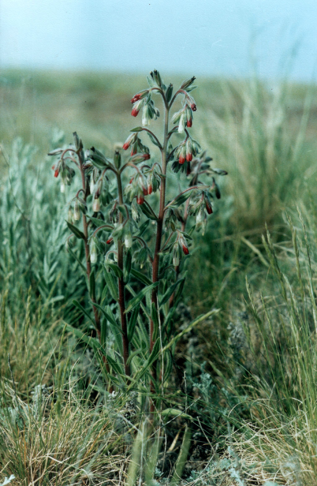 onosma raznocvetnaja