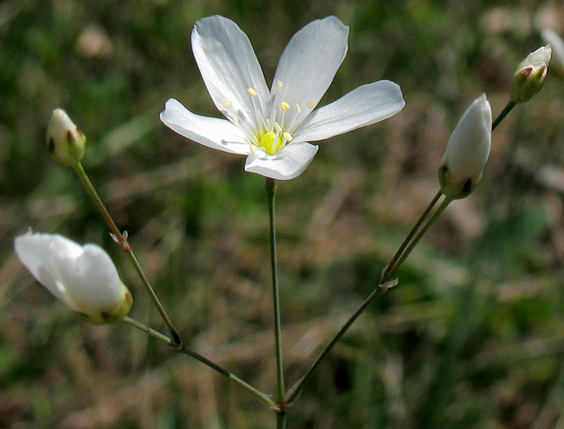 pustynnica korina