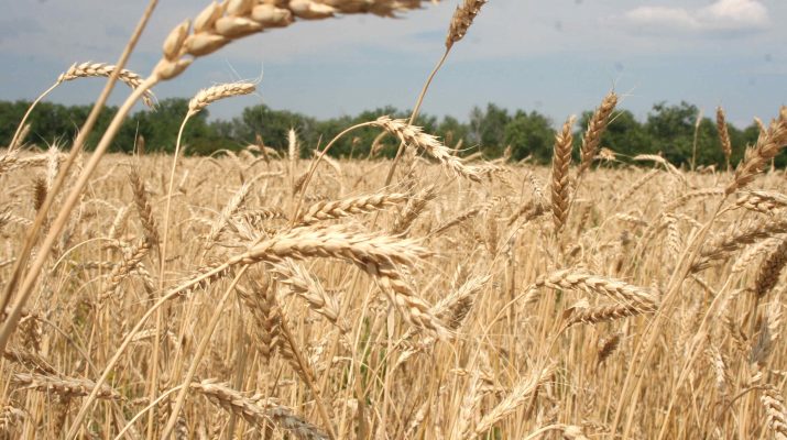 Novyj urozhaj raduet 1