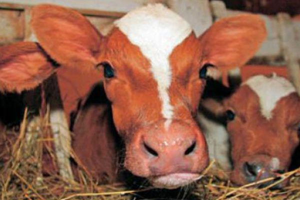 Чтобы сохранить поголовье