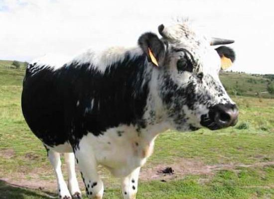 istobenskaya-poroda-korov