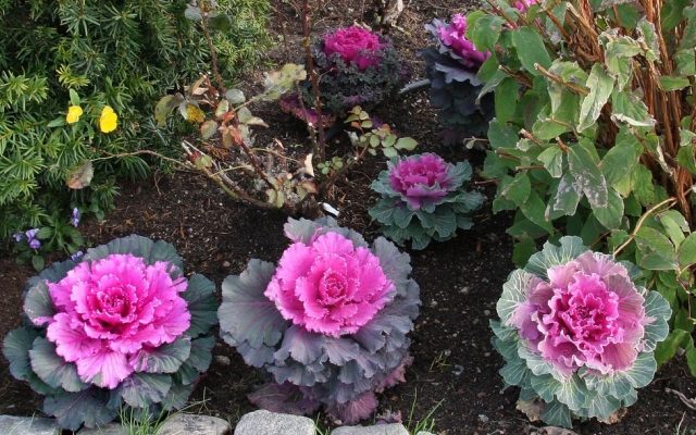 красота спасет