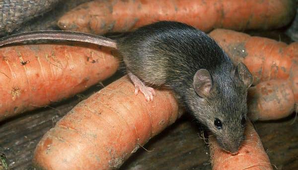 mouse-carrot